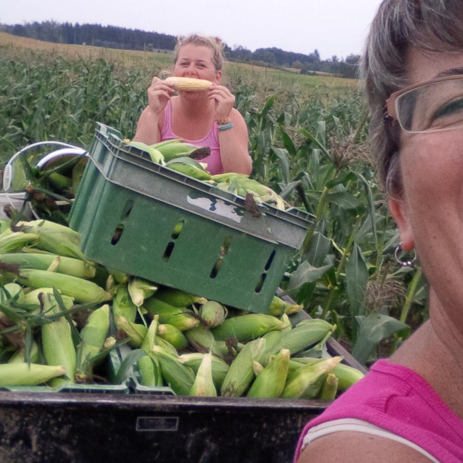 Heidis fresh corn
