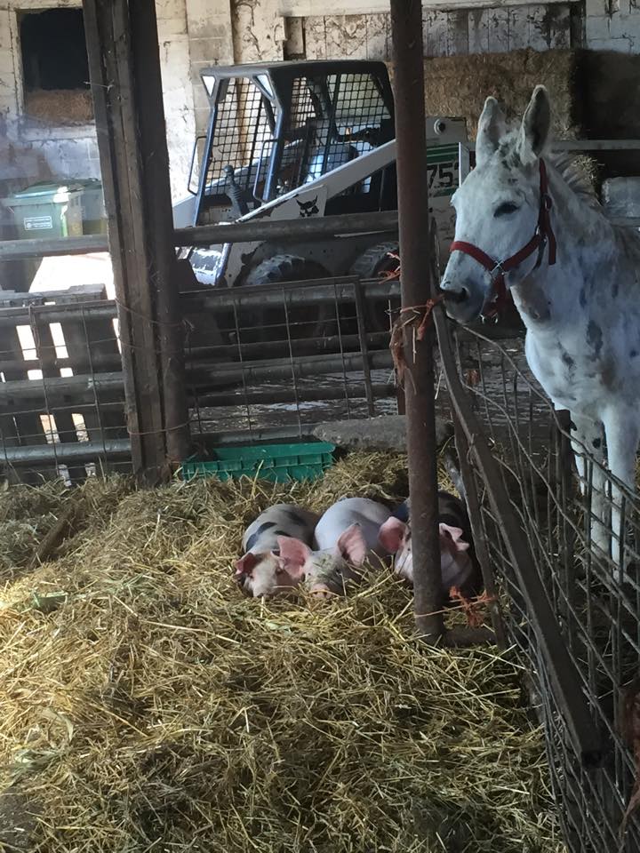 Our Donkey Marie keeping watch over our 3 Little Pigs