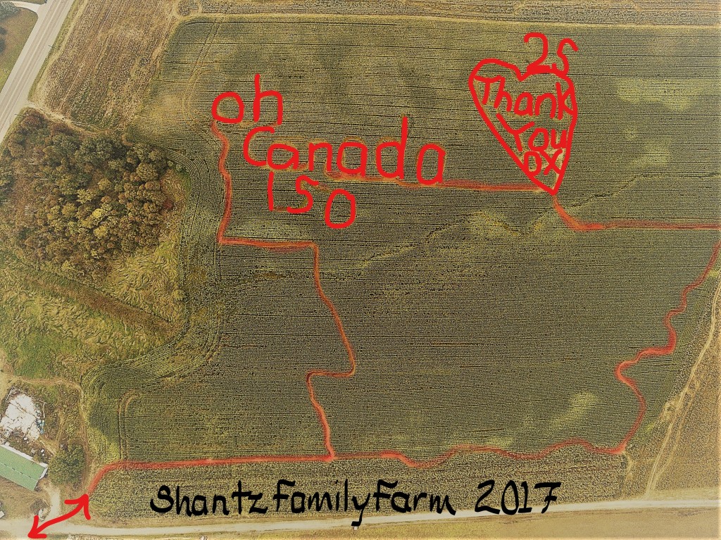 2107 Shantz Corn Maze (5)_LI